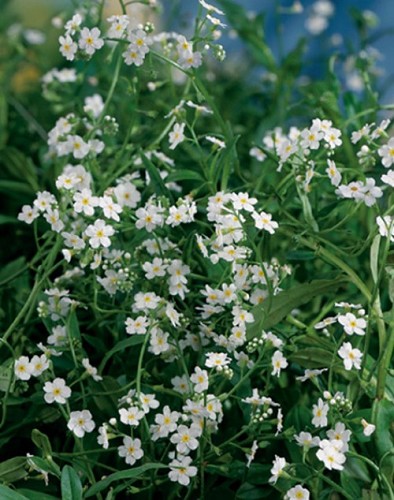 Myosotis palustris 'Ice pearl'